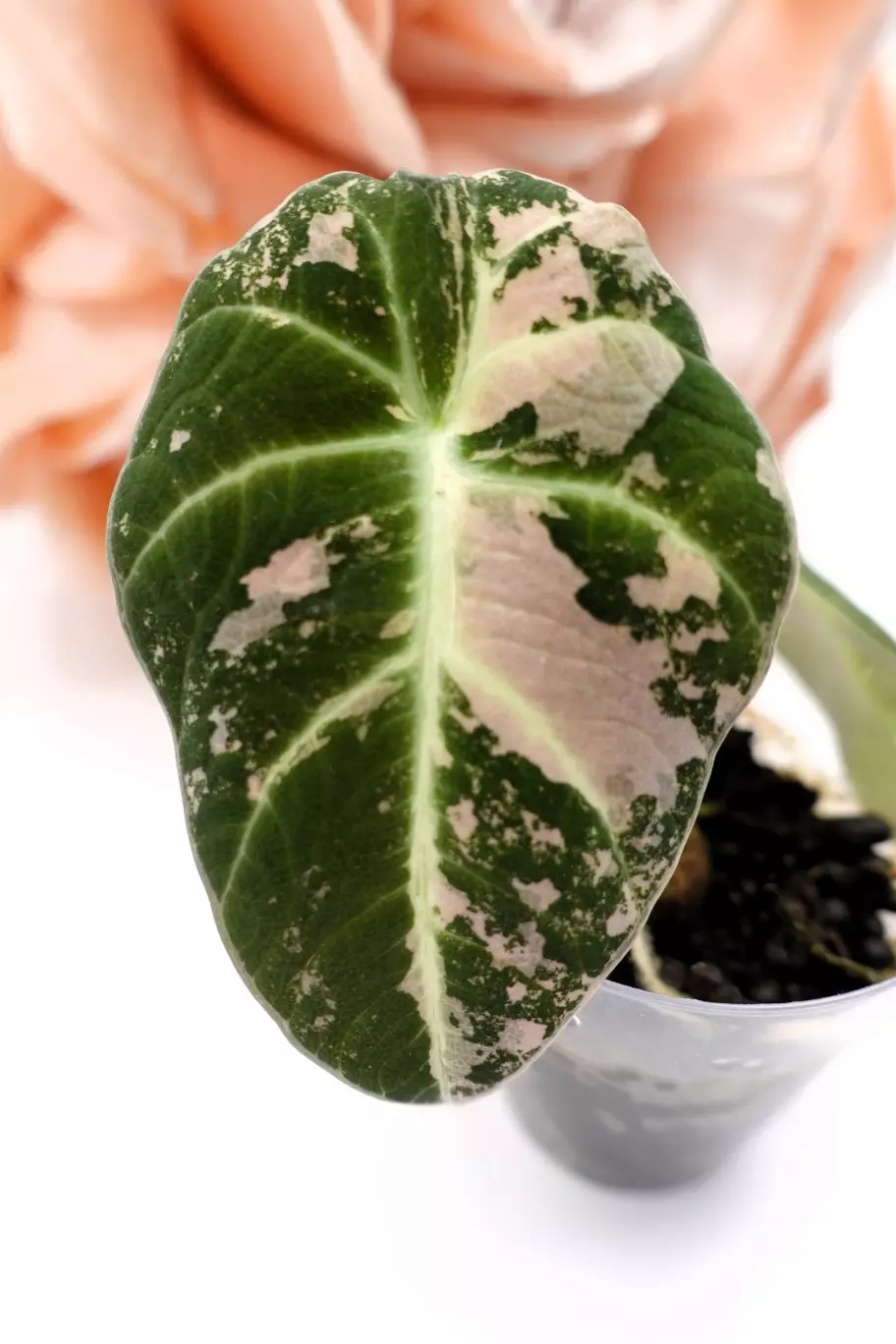 plant/Alocasia Pink Black Velvet (A6)-1