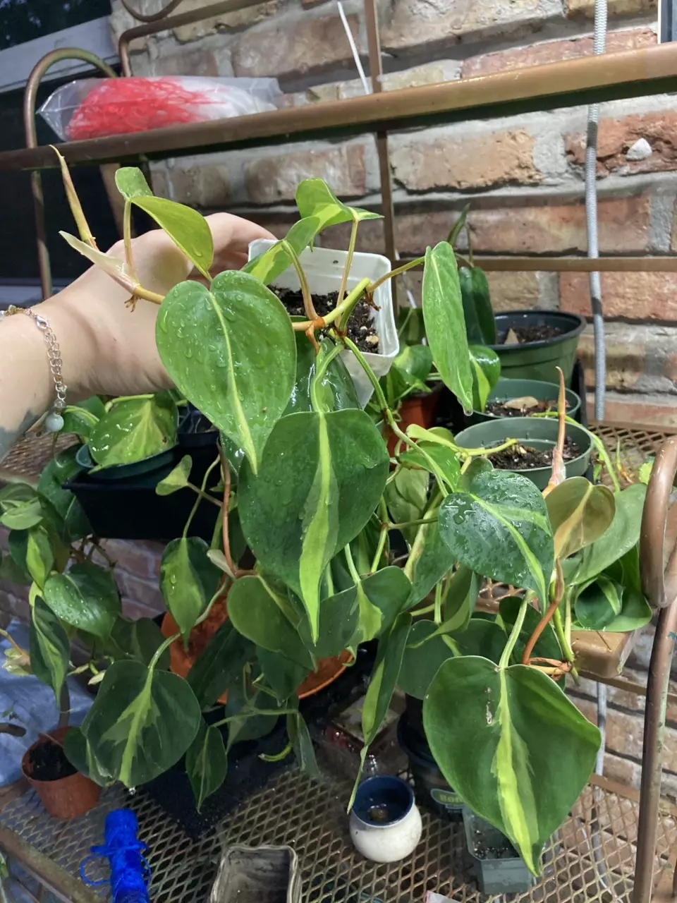 plant/Philodendron Brasil rooted cuttings 4” pots-1