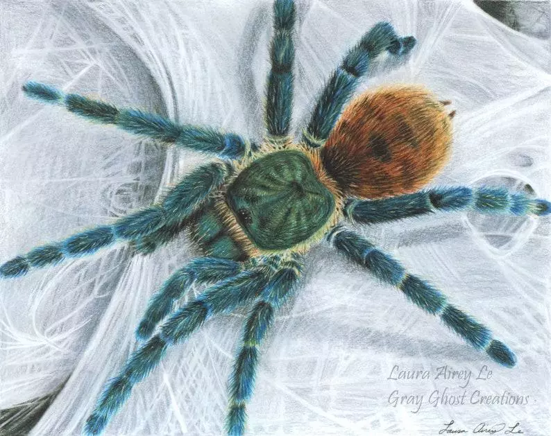 plant/8x10 Print - Fine art Print of my Original GBB Tarantula Drawing-0