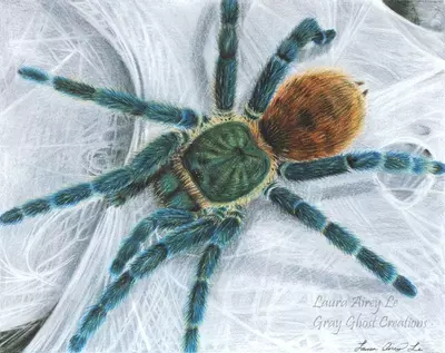 plant/8x10 Print - Fine art Print of my Original GBB Tarantula Drawing-0-thumbnail