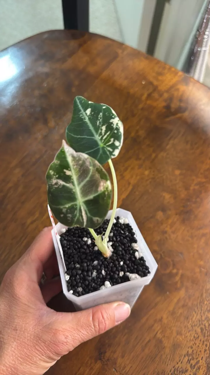 plant/Pink Black Velvet-0