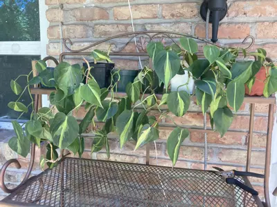 plant/Philodendron Brasil rooted cuttings 4” pots-0-thumbnail