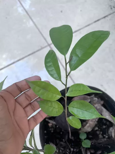 plant/Rare Annona scleroderma (Poshte) Seedling-1-thumbnail