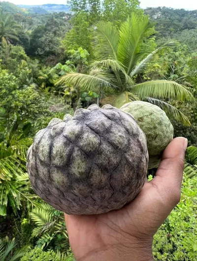 plant/Rare Annona scleroderma (Poshte) Seedling-0-thumbnail