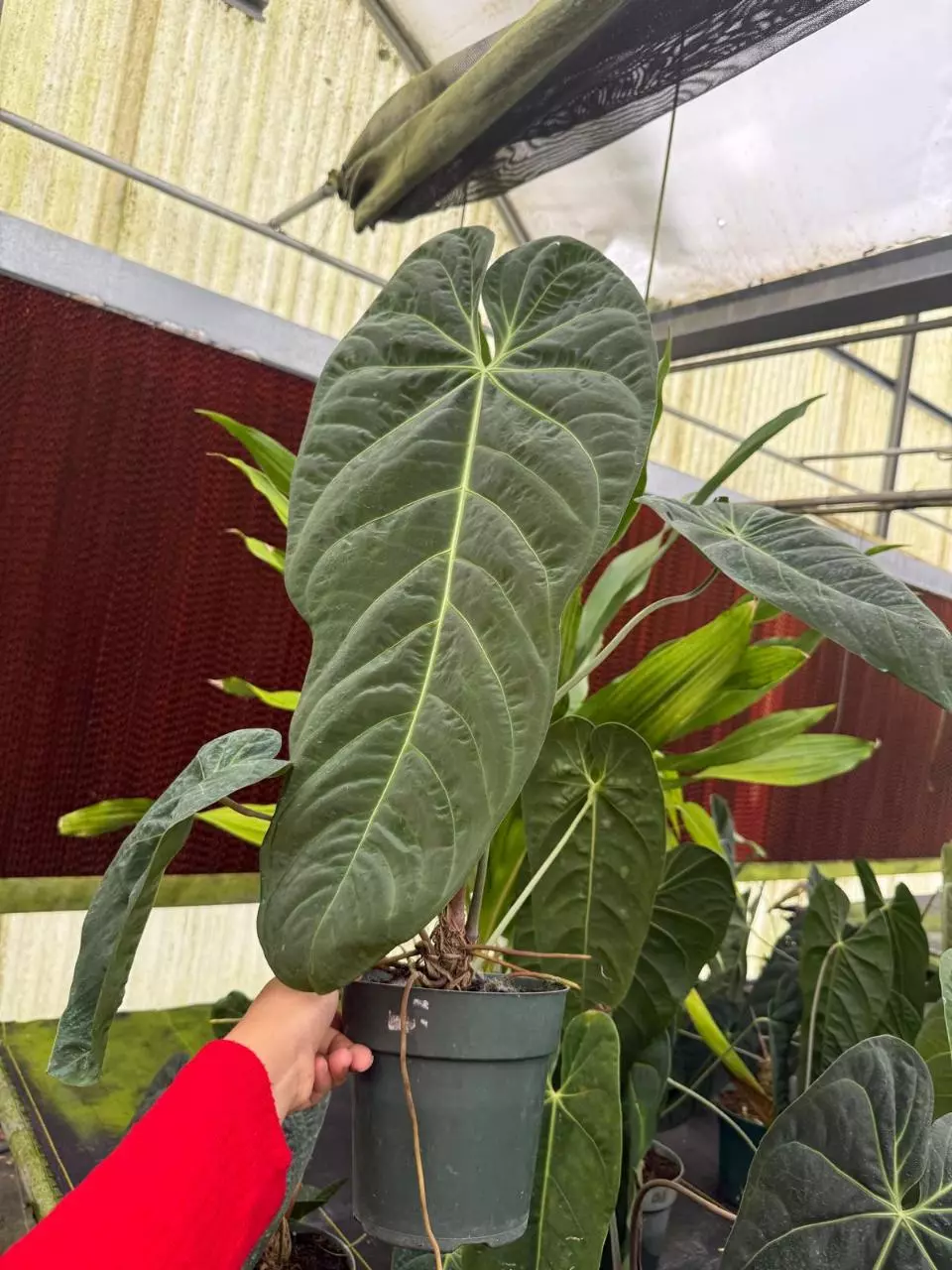 plant/Anthurium Marmorathum-0