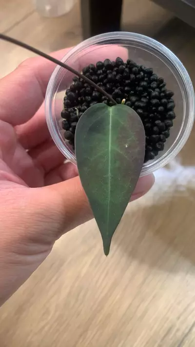 plant/Hoya carrii-0-thumbnail