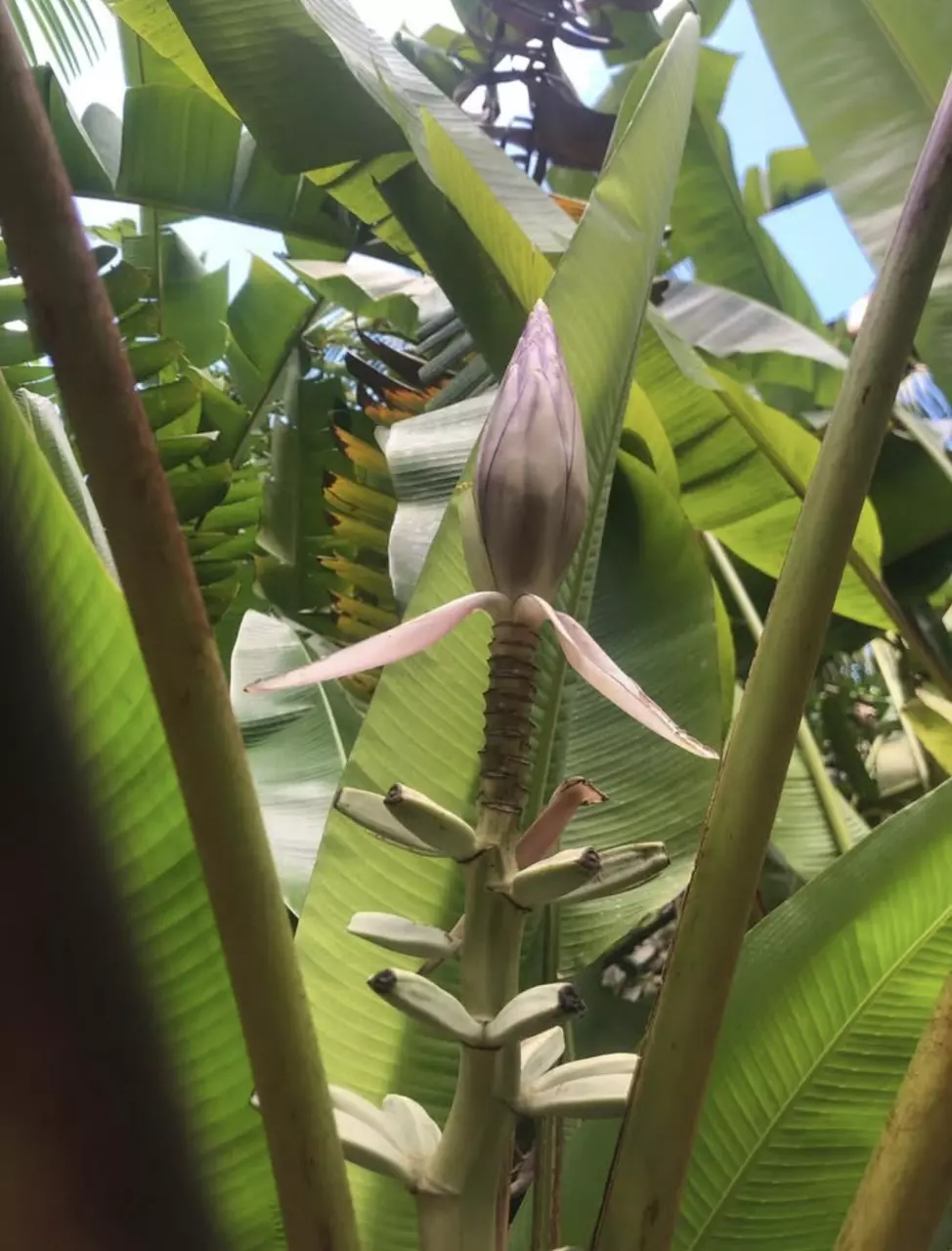 plant/Musa gracilis ‘Leyte White’ – Ultra Rare Banana Collector’s Gem!-1