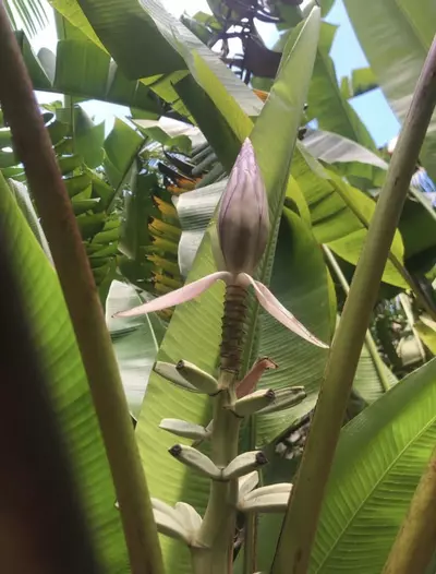 plant/Musa gracilis ‘Leyte White’ – Ultra Rare Banana Collector’s Gem!-1-thumbnail