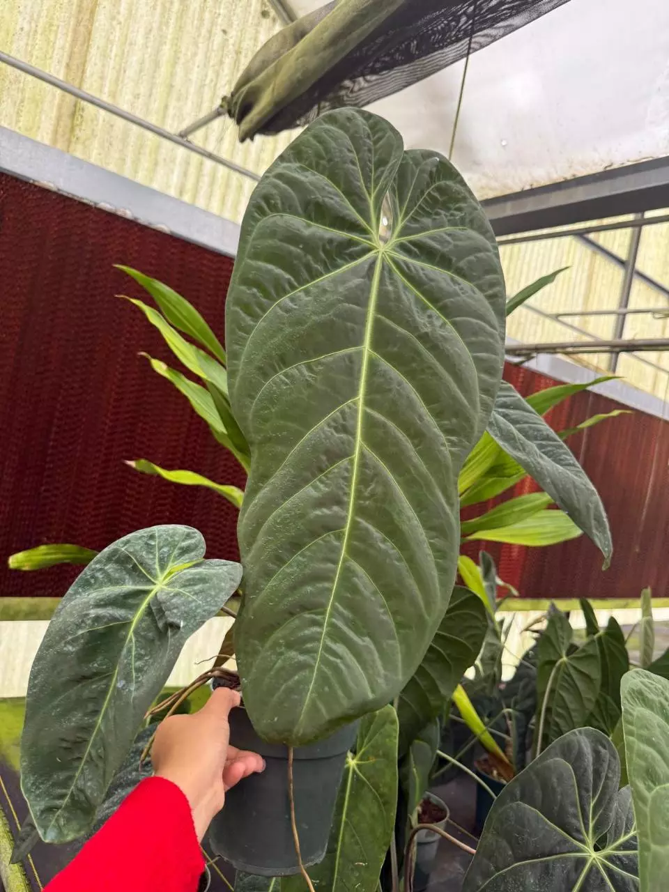 plant/Anthurium Marmorathum-1