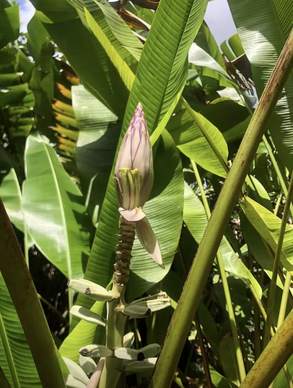 plant/Musa gracilis ‘Leyte White’ – Ultra Rare Banana Collector’s Gem!-0