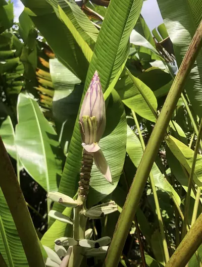 plant/Musa gracilis ‘Leyte White’ – Ultra Rare Banana Collector’s Gem!-0-thumbnail