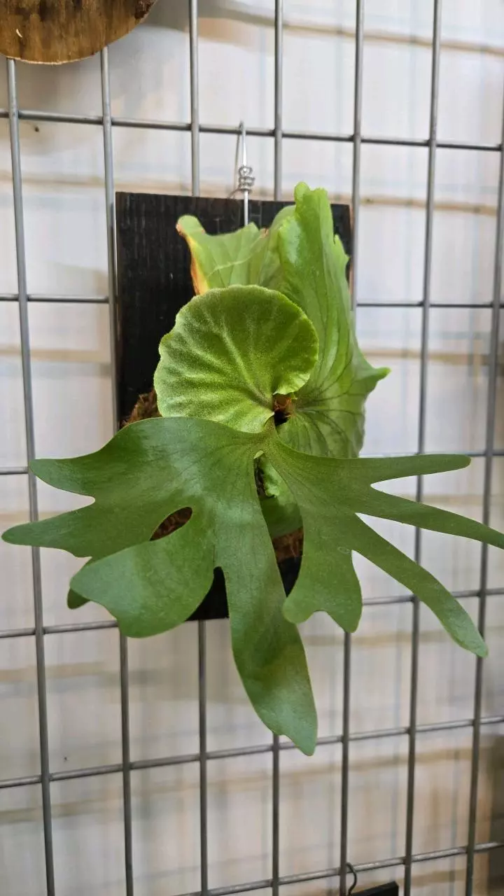 plant/Platycerium 'Mt. Kitshakood'-0