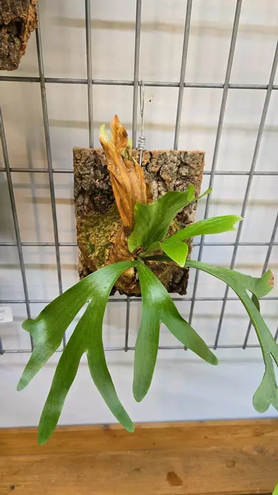 plant/Platycerium coronarium-0-thumbnail