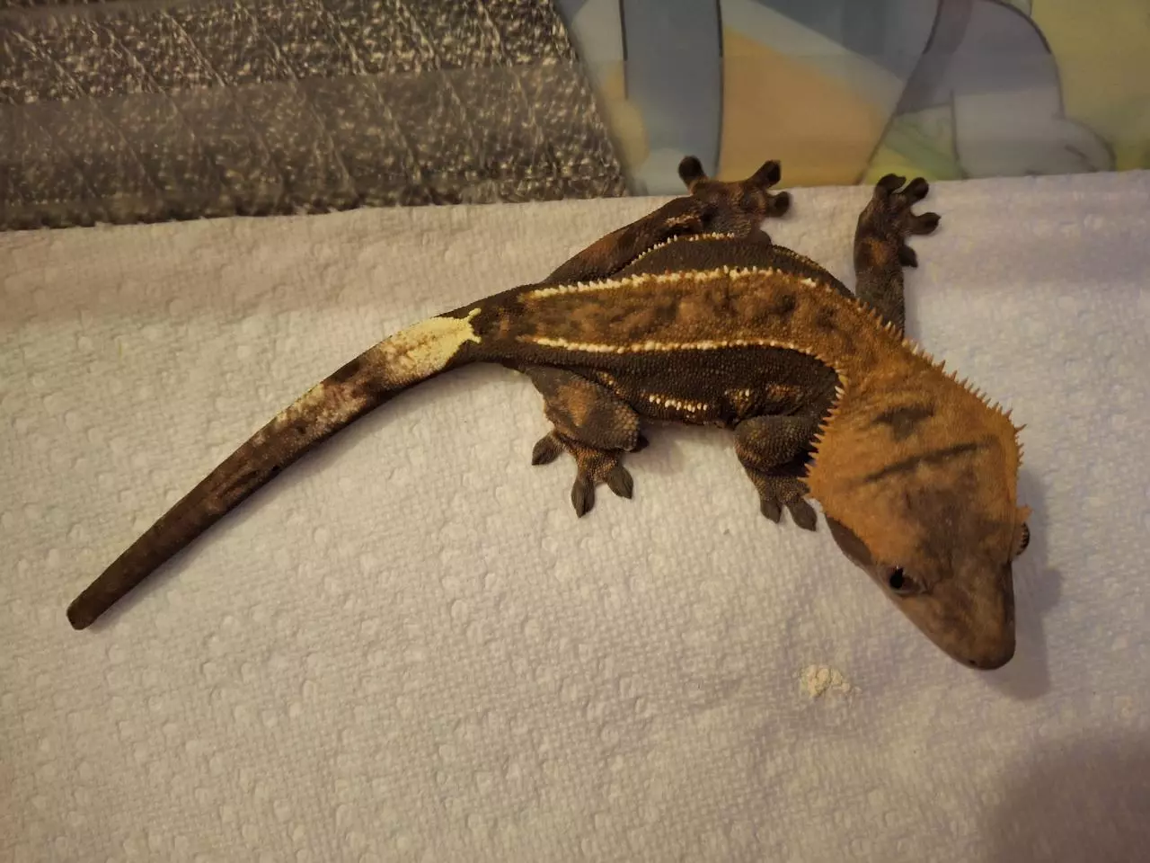 plant/Cappuccino female-0