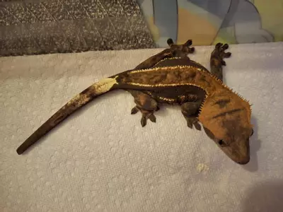 plant/Cappuccino female-0-thumbnail