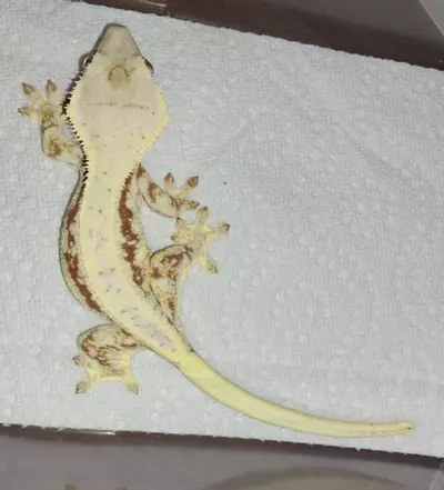 plant/Red Lilly White female-2-thumbnail