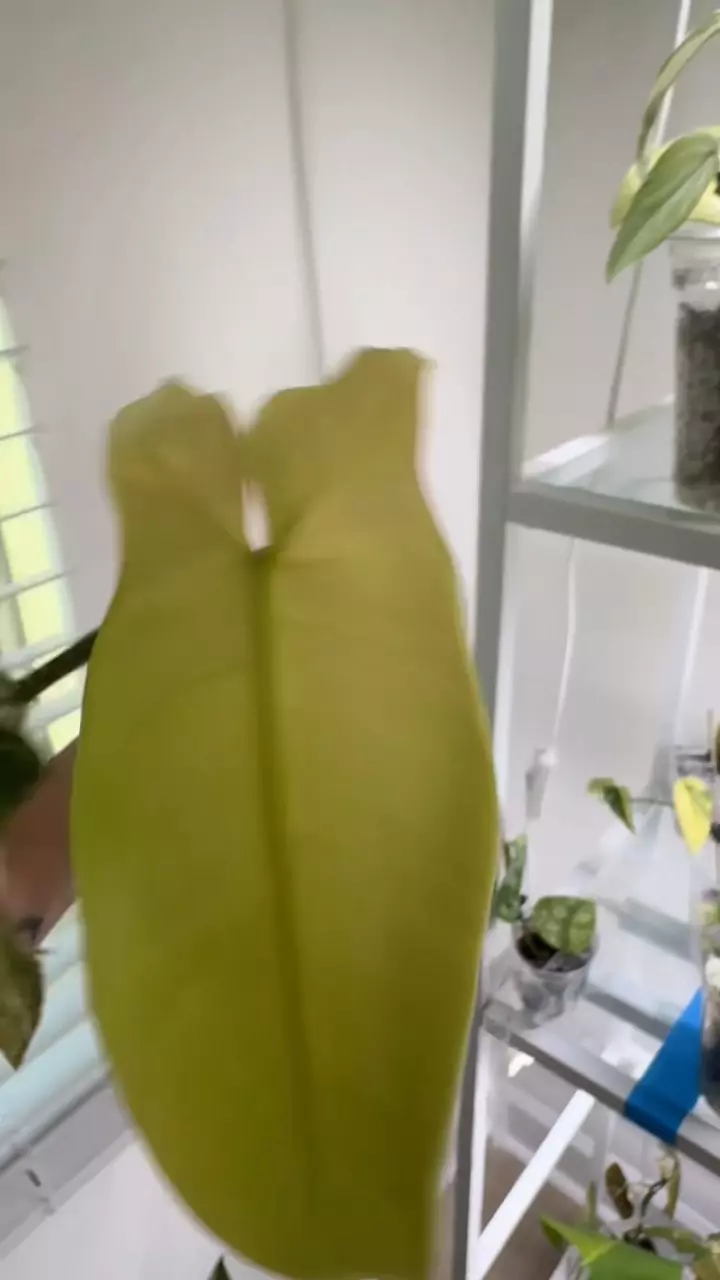 plant/Flobe x pariso-1