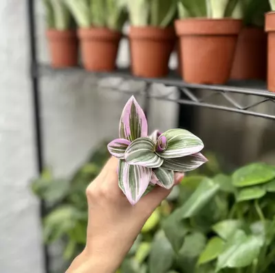 plant/Transescantia Nanouk Lilac 2 Inch - Pink Wandering Jew - Nanouk Plant-1-thumbnail