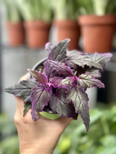plant/Purple Passion 4 Inch Pot-0-thumbnail
