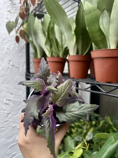 plant/Purple Passion 4 Inch Pot-2-thumbnail