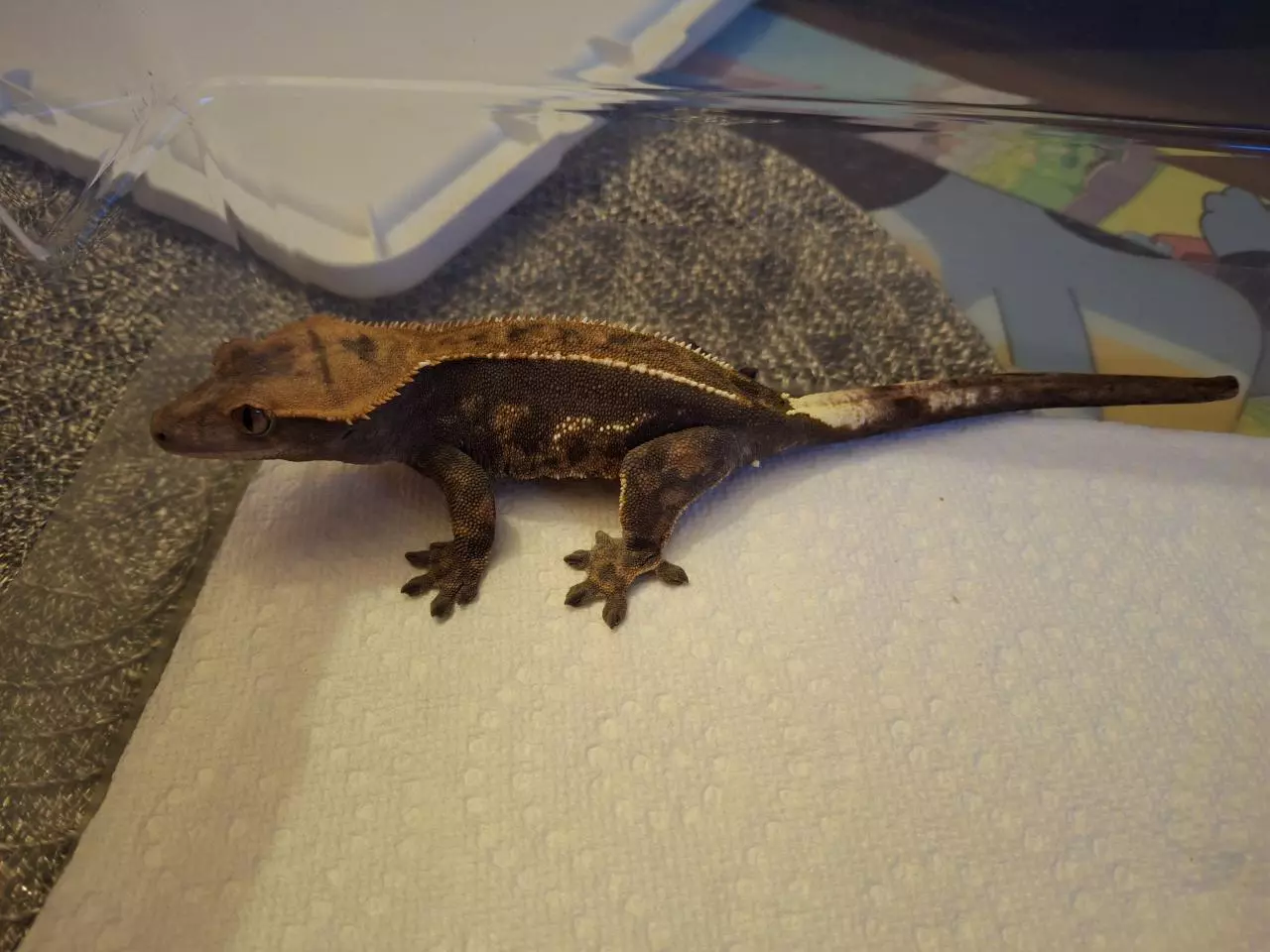 plant/Cappuccino female-2