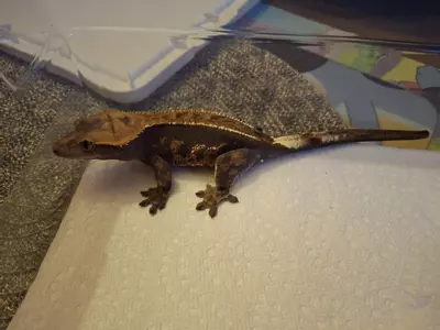 plant/Cappuccino female-2-thumbnail