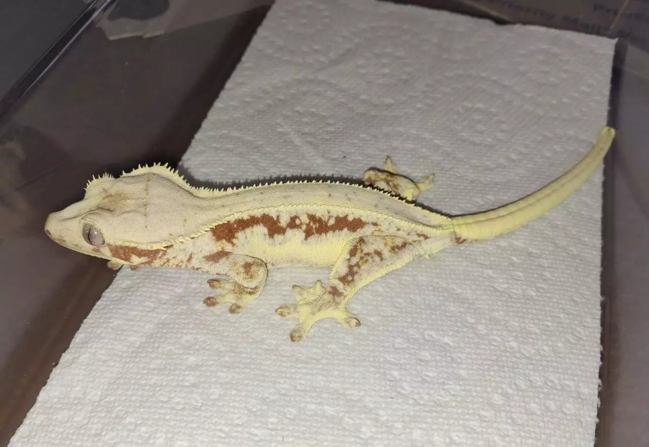 plant/Red Lilly White female-1