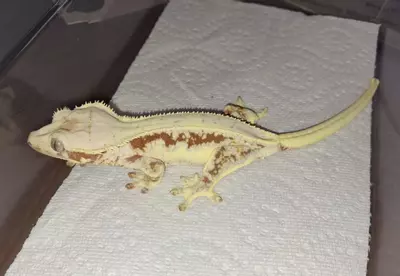 plant/Red Lilly White female-1-thumbnail