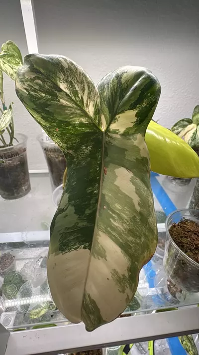 plant/Flobe x pariso-0-thumbnail