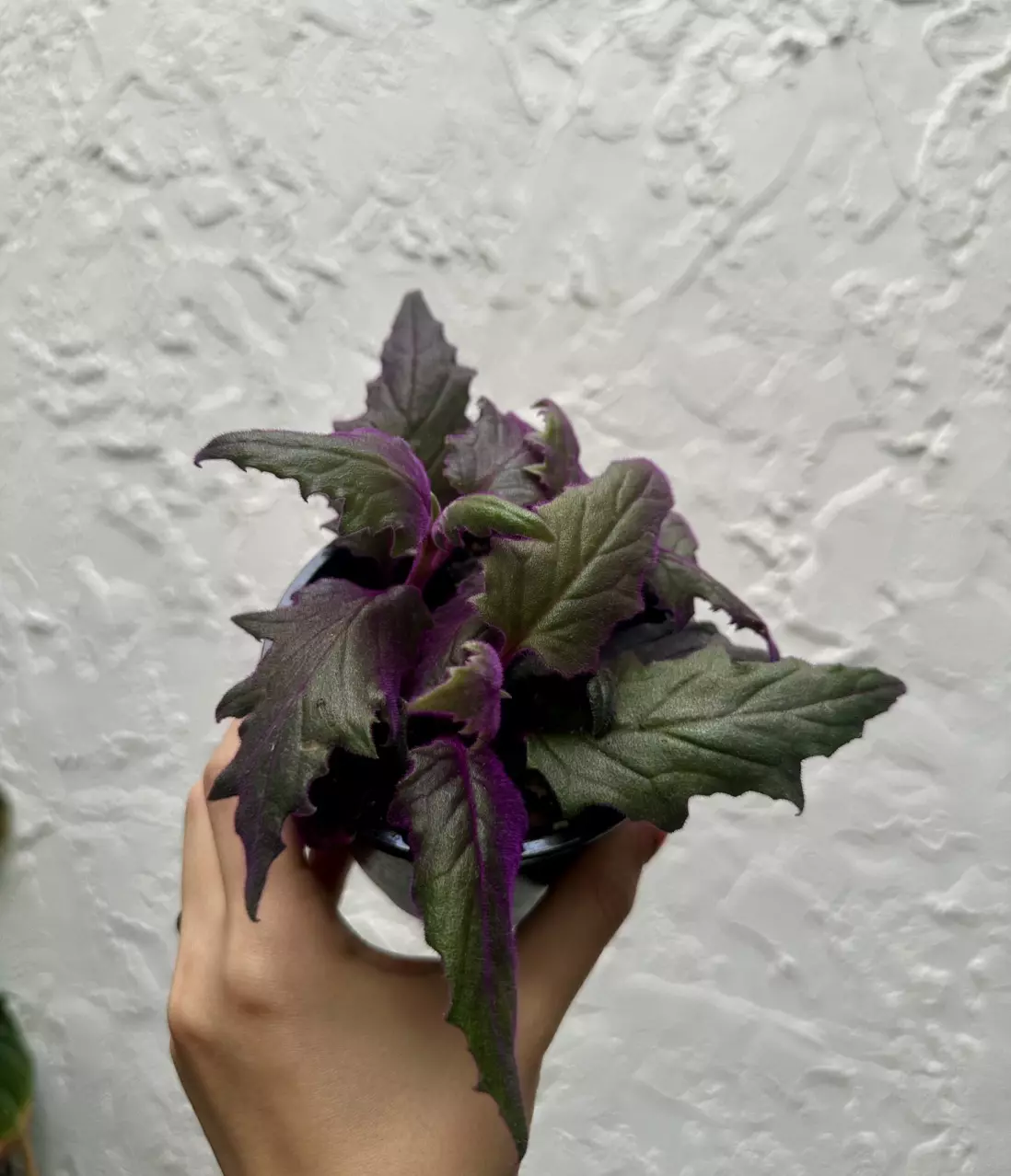 plant/Purple Passion 4 Inch Pot-1