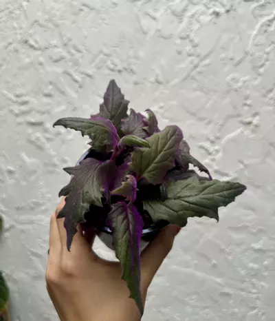 plant/Purple Passion 4 Inch Pot-1-thumbnail