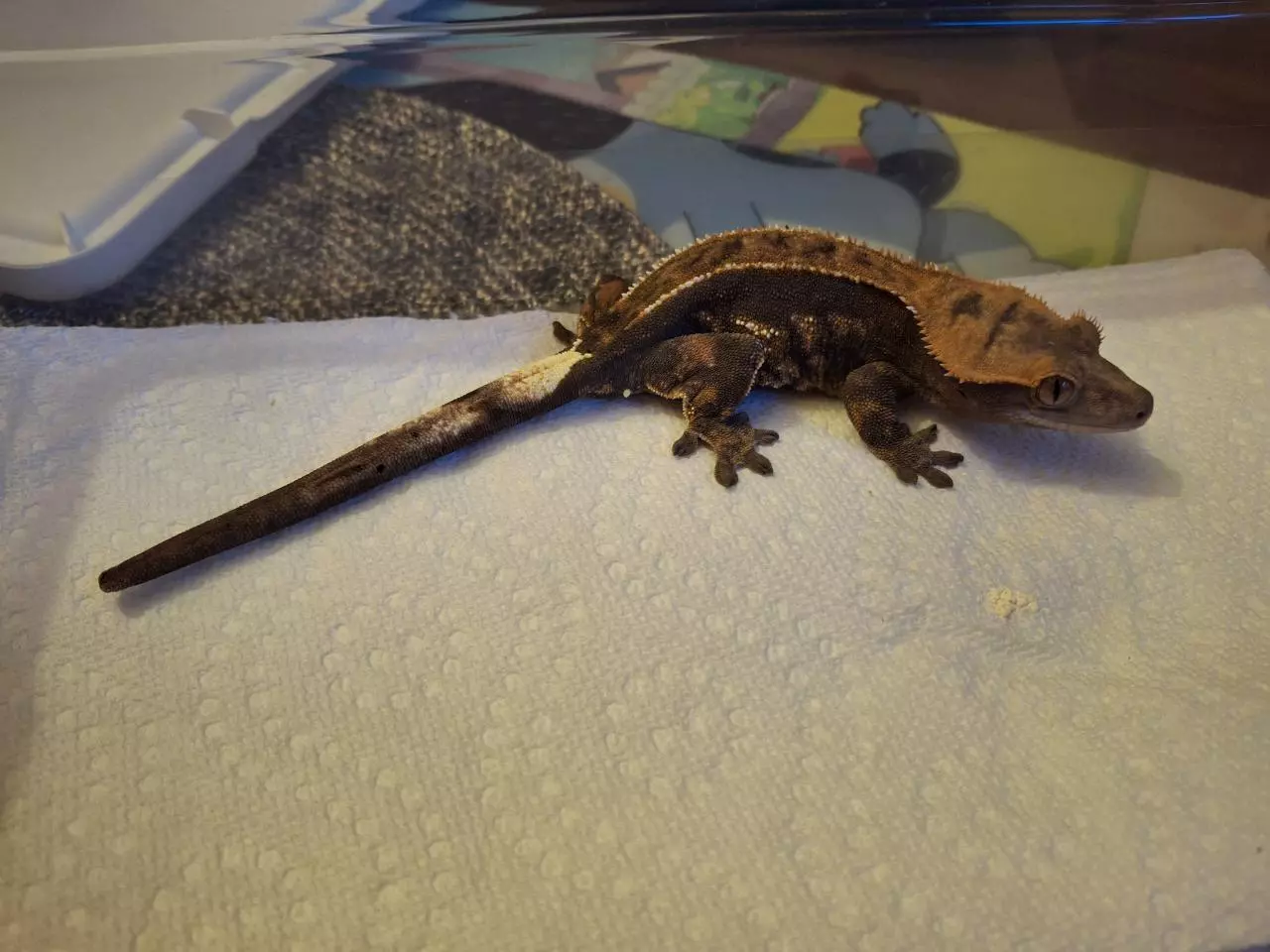 plant/Cappuccino female-1