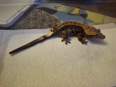 plant/Cappuccino female-1-thumbnail