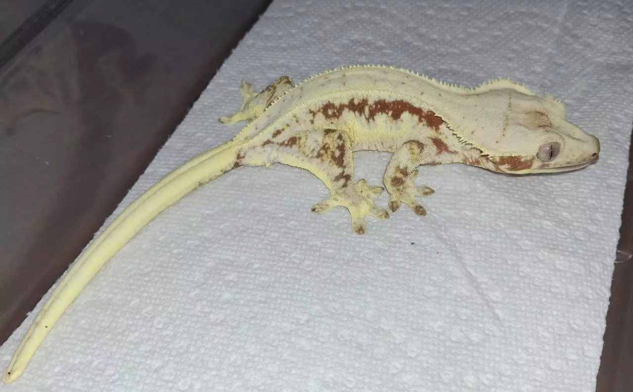 plant/Red Lilly White female-0