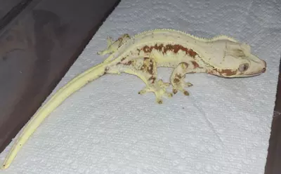 plant/Red Lilly White female-0-thumbnail