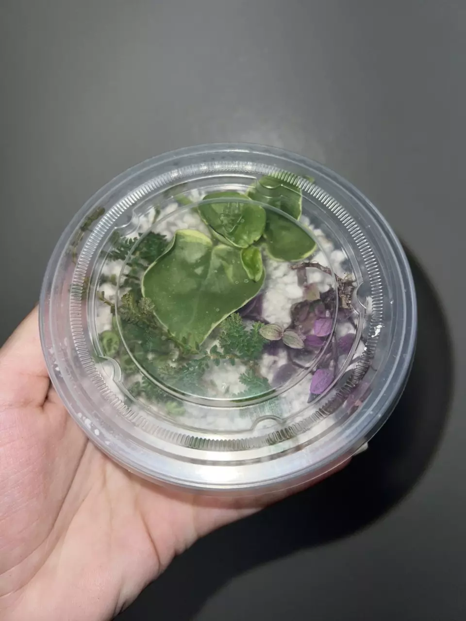 plant/Terrarium Cuttings Variety Pack-0