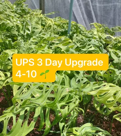 plant/UPS 3 Day Select Upgrade-0-thumbnail