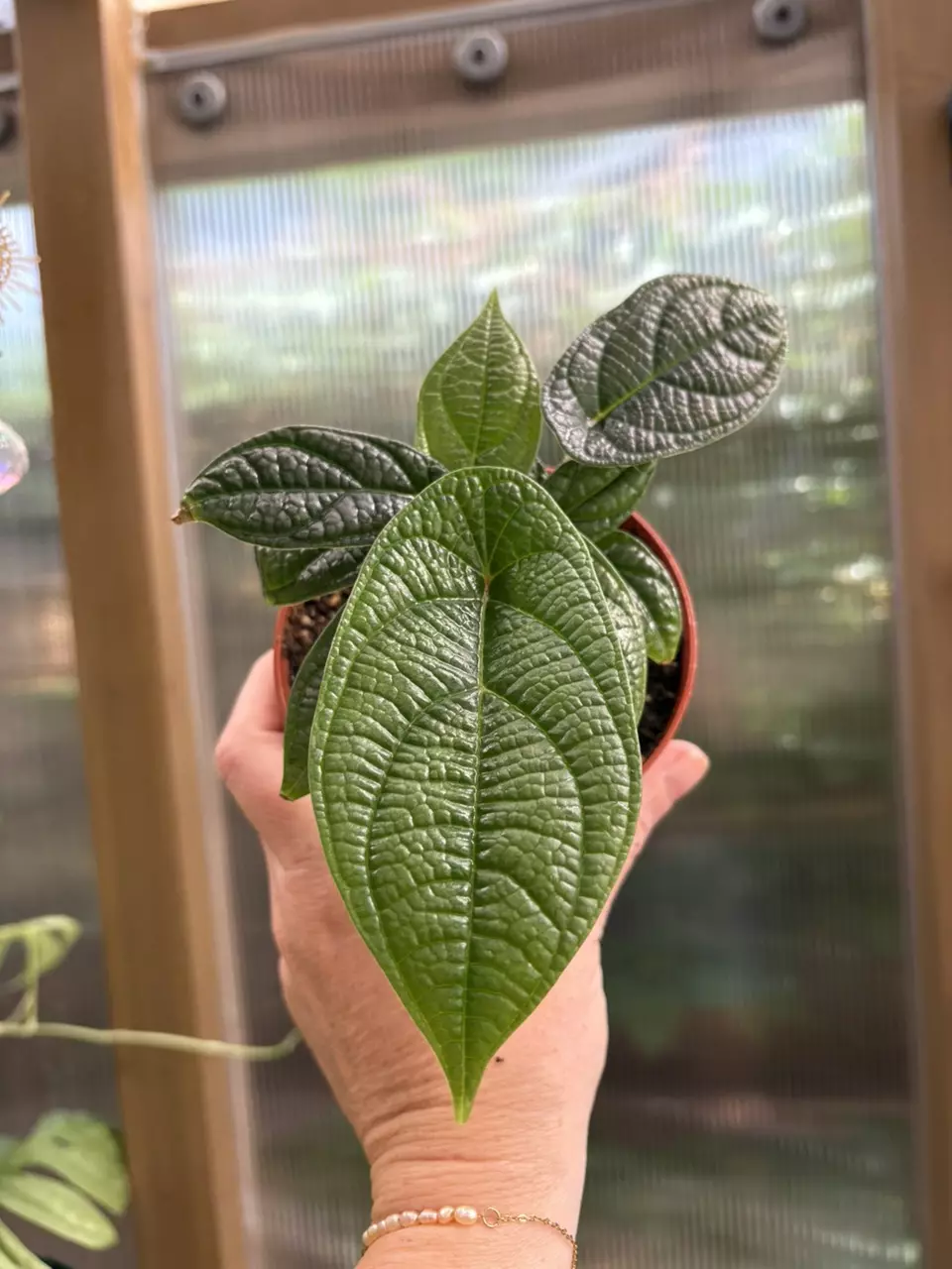plant/4” Piper Parmatum-0