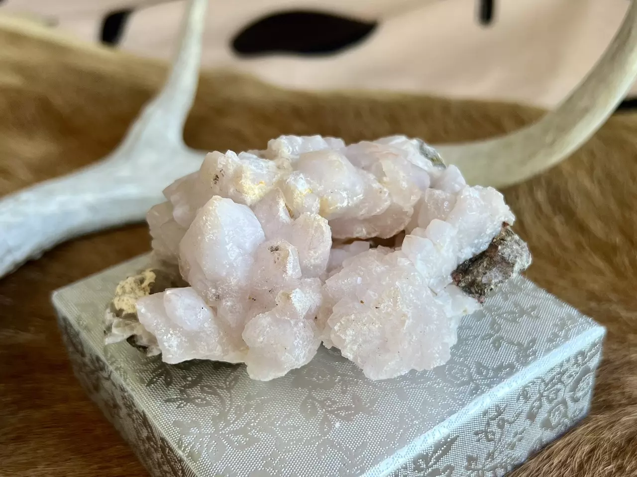 plant/Pink Quartz Specimen (Morocco, 2.5”)-0