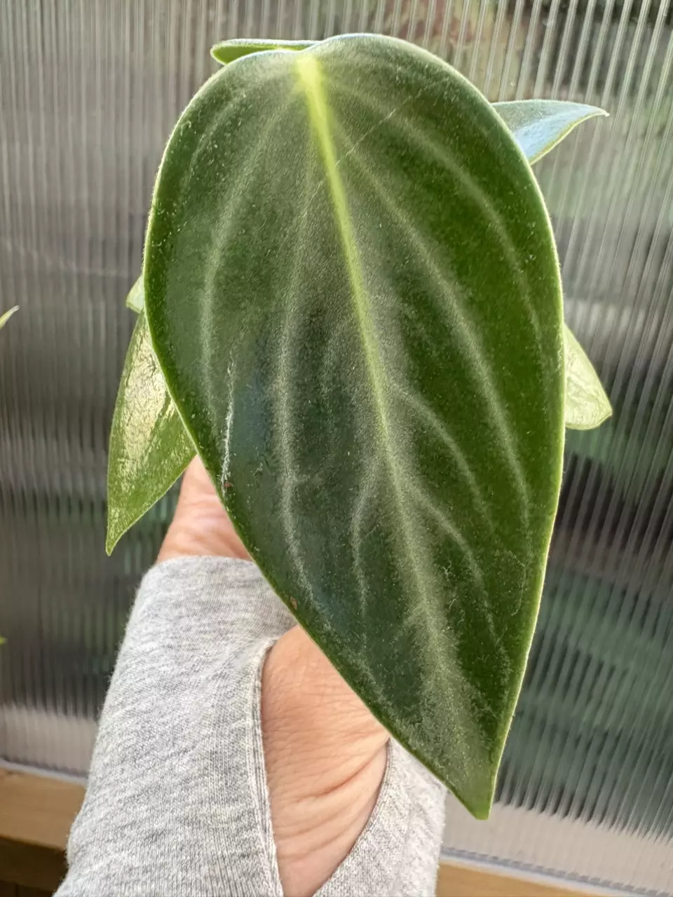 plant/2” Peperomia Maculosa-1