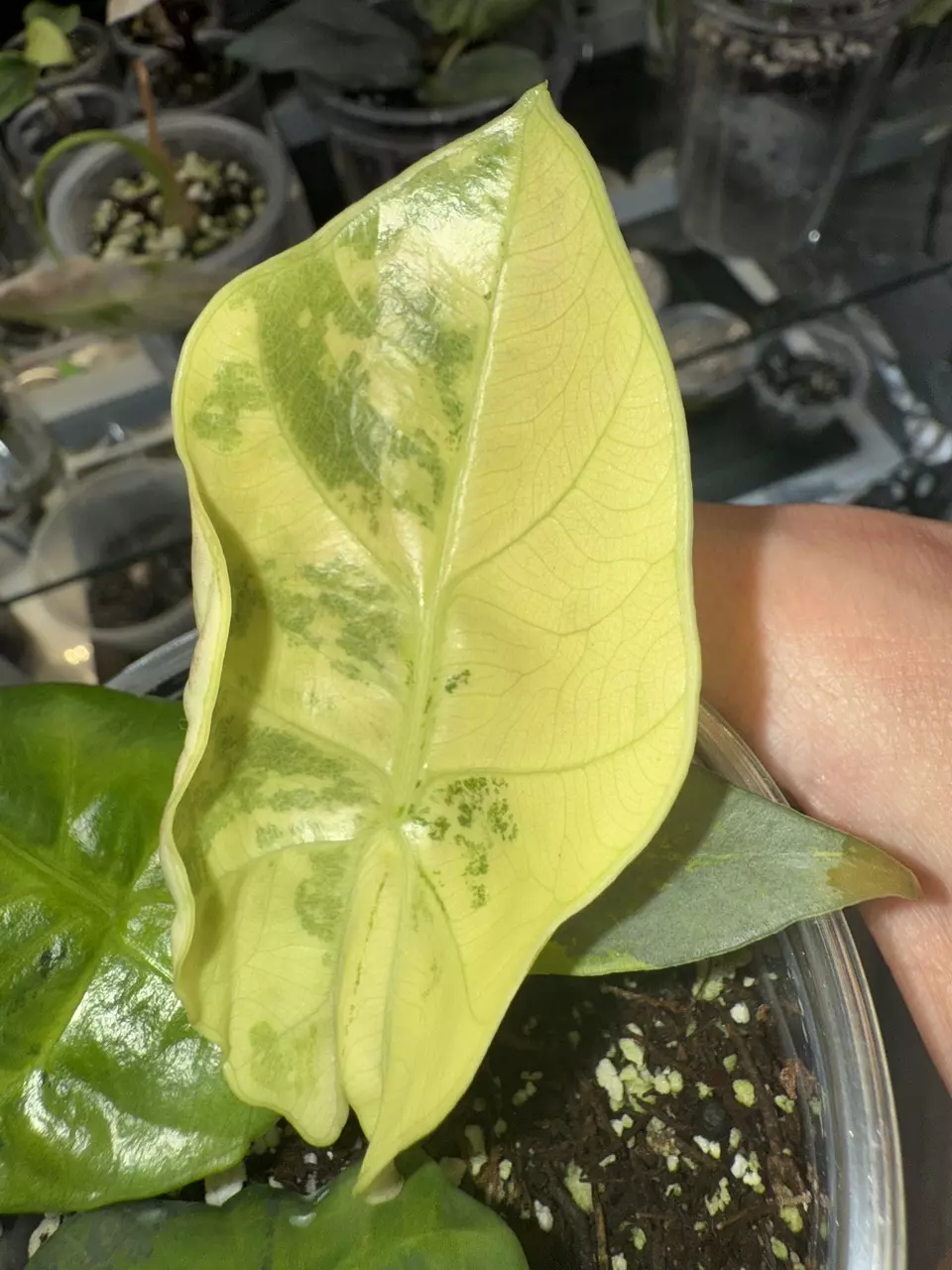 plant/Alocasia reginae variegated aurea-1
