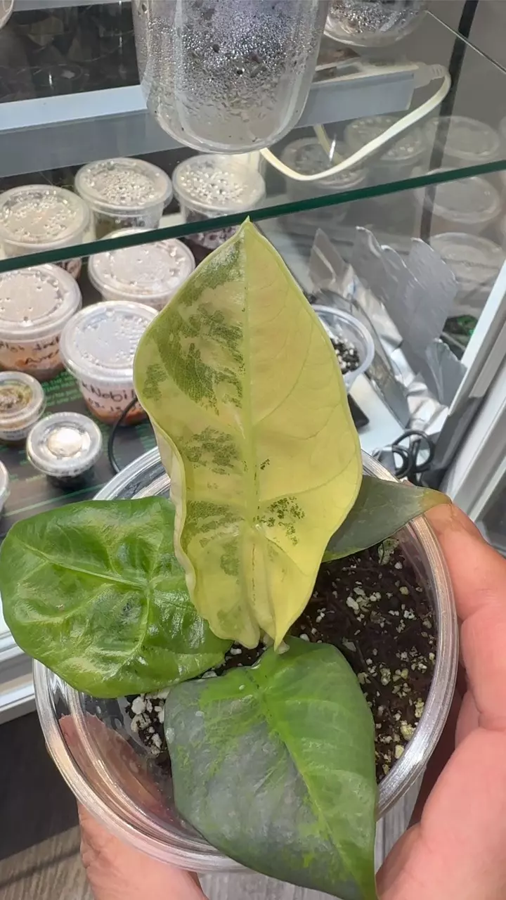 plant/Alocasia reginae variegated aurea-3