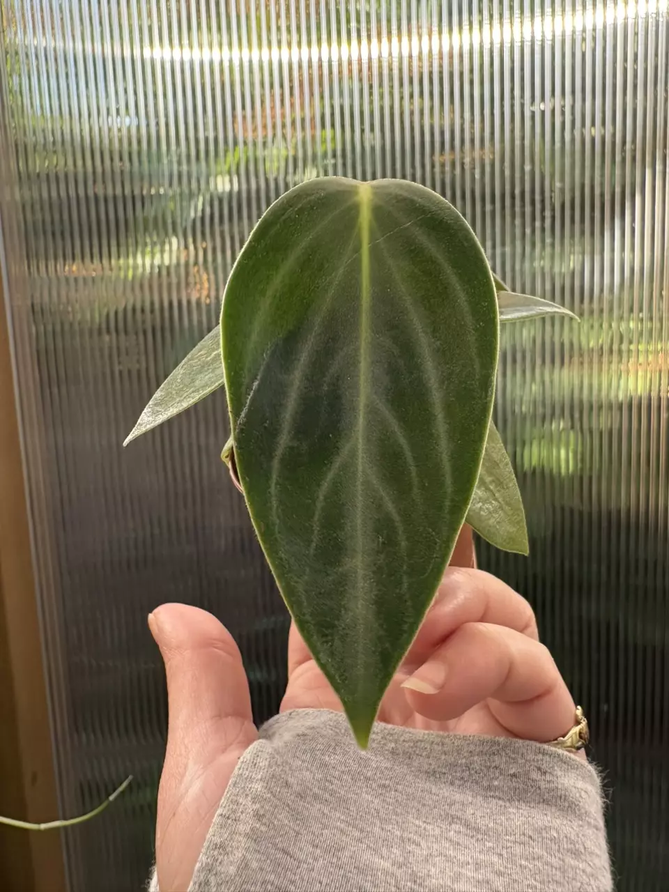 plant/2” Peperomia Maculosa-0