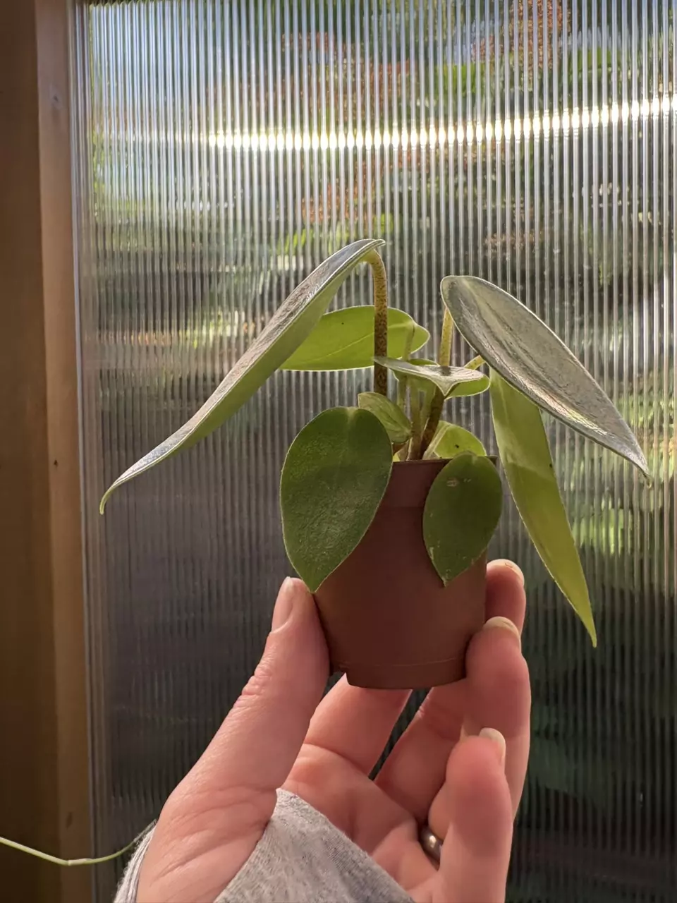 plant/2” Peperomia Maculosa-2