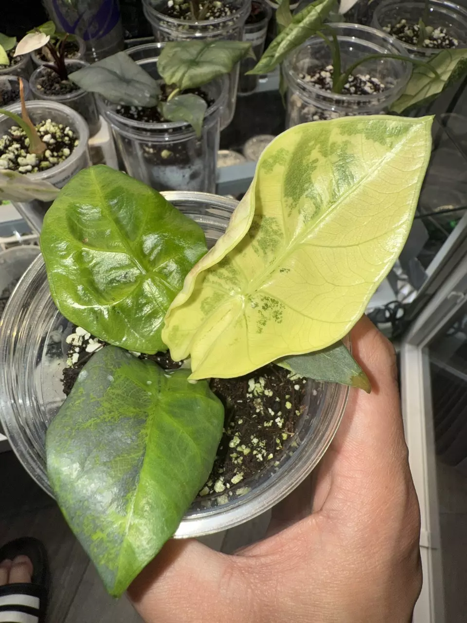 plant/Alocasia reginae variegated aurea-0
