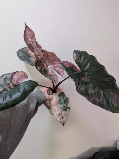 plant/Pink plumbea nigra corm-2-thumbnail