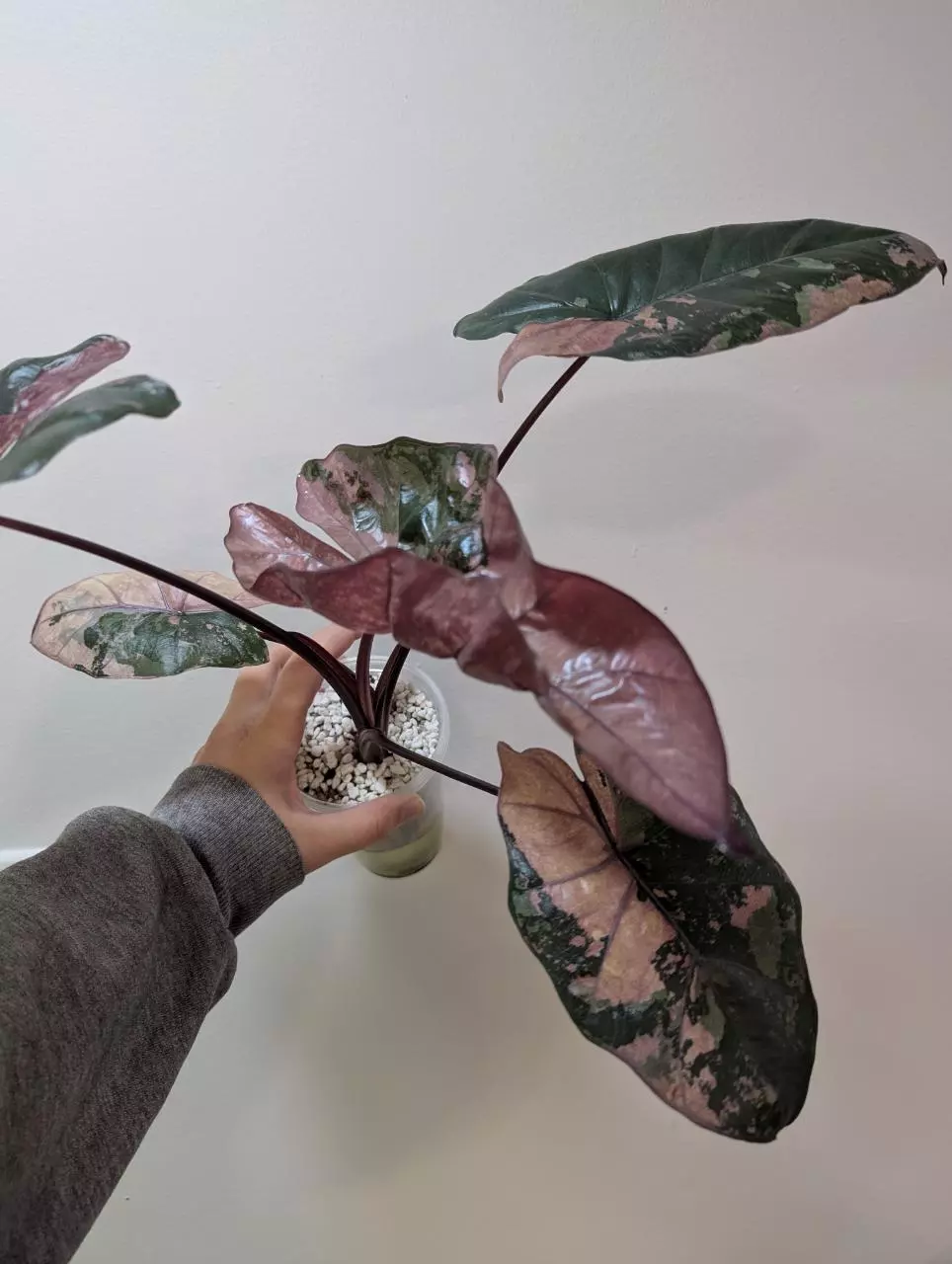 plant/Pink plumbea nigra corm-1