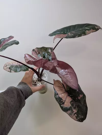 plant/Pink plumbea nigra corm-1-thumbnail