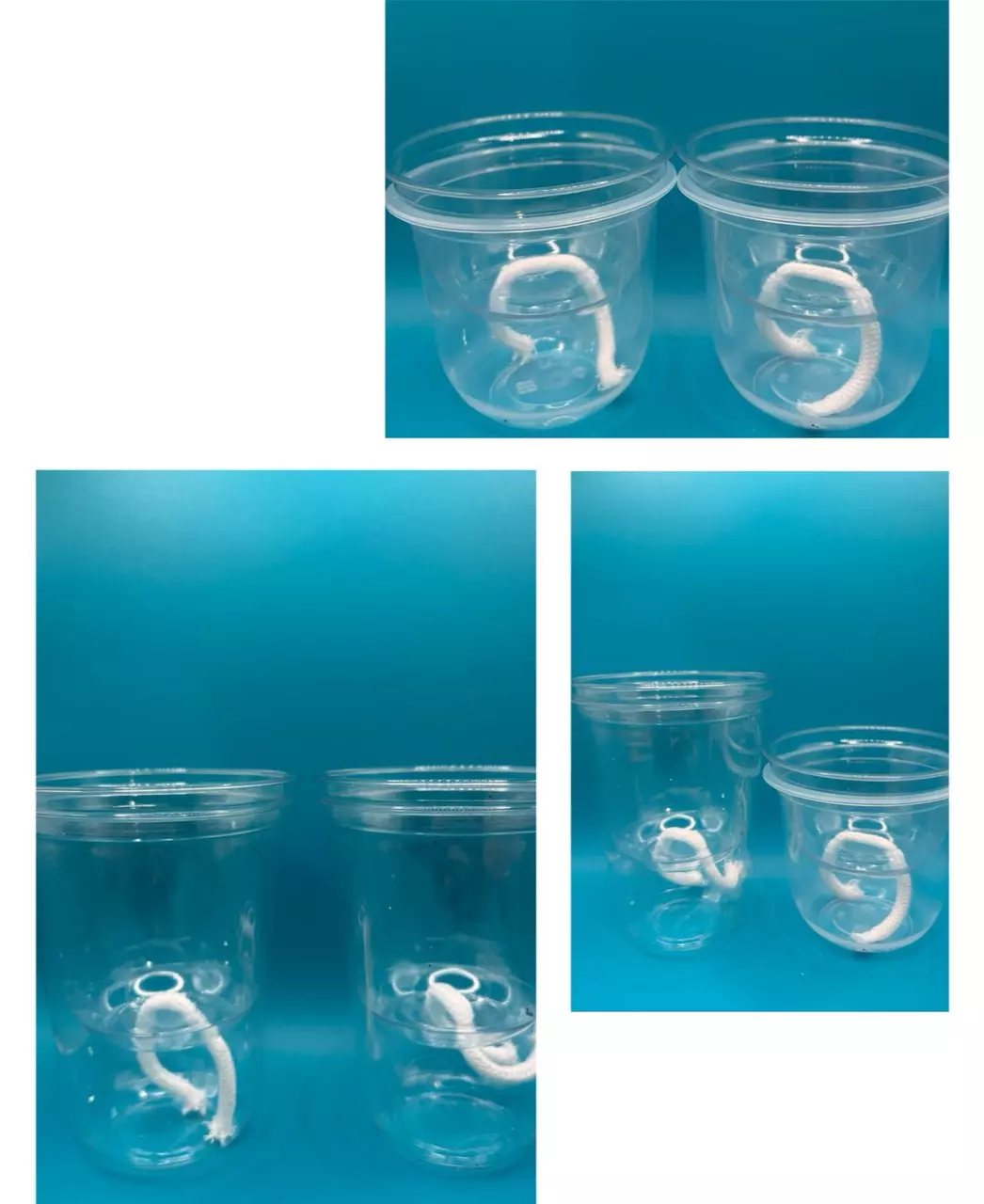 plant/Clear Self-Watering Pots With Wicking System 6 Pack-0
