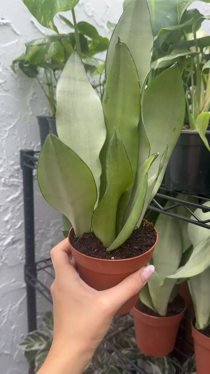 plant/Sansevieria Moonshine (4" Pot) - Moonshine Snake Plant - Mother In Laws Tongue-2